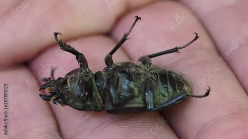 Insect macro Black Beetle   Black beetle on the palm of a man  photo