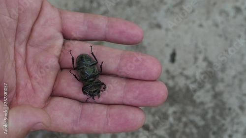 Insect macro Black Beetle   Black beetle on the palm of a man  photo