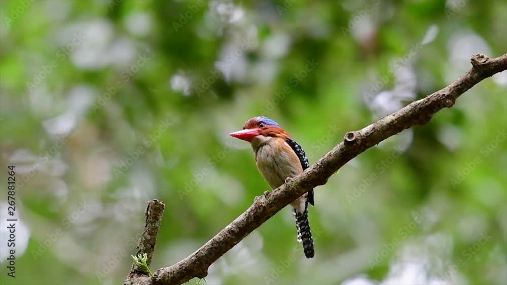 A tree kingfisher and one of the most beautiful birds found in Thailand within tropical rain-forests; the male is covered with blue feathers and the female golden-brown with band-like stripes. A tree kingfisher and one of the most beautiful birds found in Thailand within tropical rain-forests; the male is covered with blue feathers and the female golden-brown with band-like stripes.