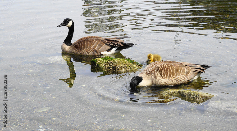 Obraz premium Family of Canadian geese with young gosling with yellow plumage swim in water close up.
