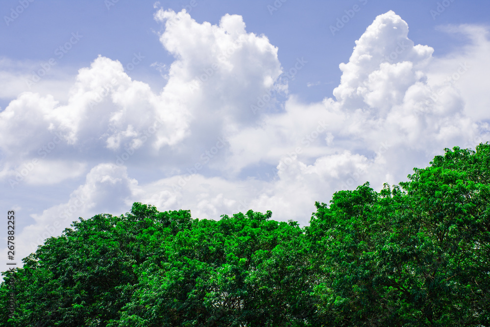 Bright cloud sky above green tree, White cloud on blue sky above green forest, Beautiful green leaves with copy space of blue sky for create your text,  Background of green leaves on top of tree