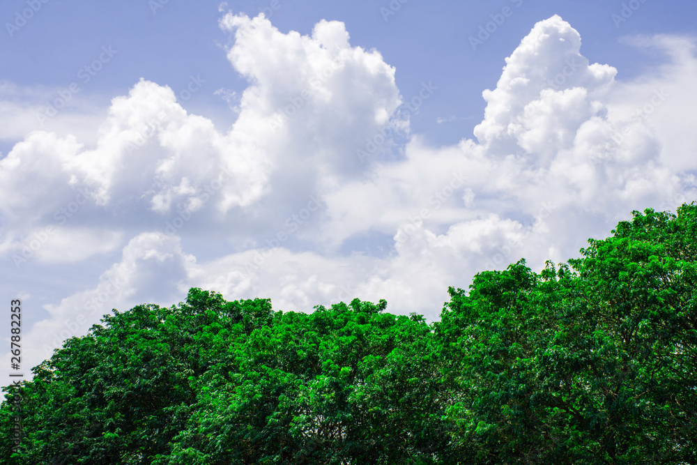 Bright cloud sky above green tree, White cloud on blue sky above green forest, Beautiful green leaves with copy space of blue sky for create your text, Background of green leaves on top of tree Bright cloud sky above green tree, White cloud on blue sky above green forest, Beautiful green leaves with copy space of blue sky for create your text, Background of green leaves on top of tree
