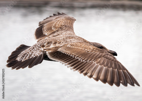Female seagull flying over the ocean.