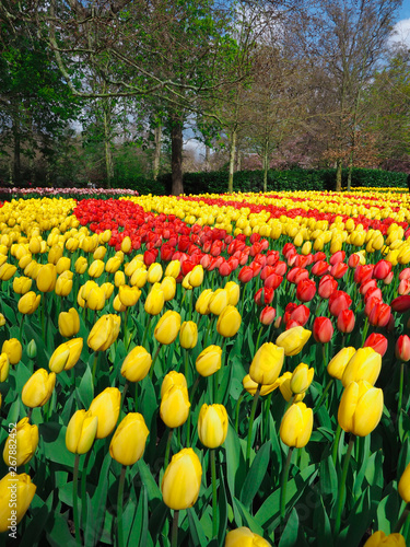 Beautiful tulips in spring Symbol of the country of the Netherlands