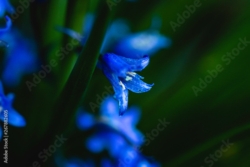 Blue flowers on a green background.