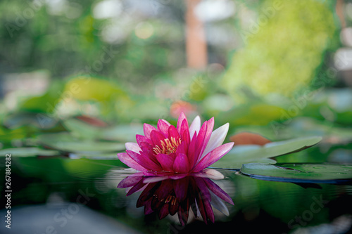 beautiful lotus flower on the water after rain in garden with bokeh.