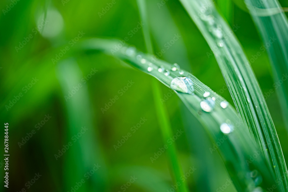 Closeup Drops of water on green leaf after rain, the nature view in the garden at summer. Closeup Drops of water on green leaf after rain, the nature view in the garden at summer.