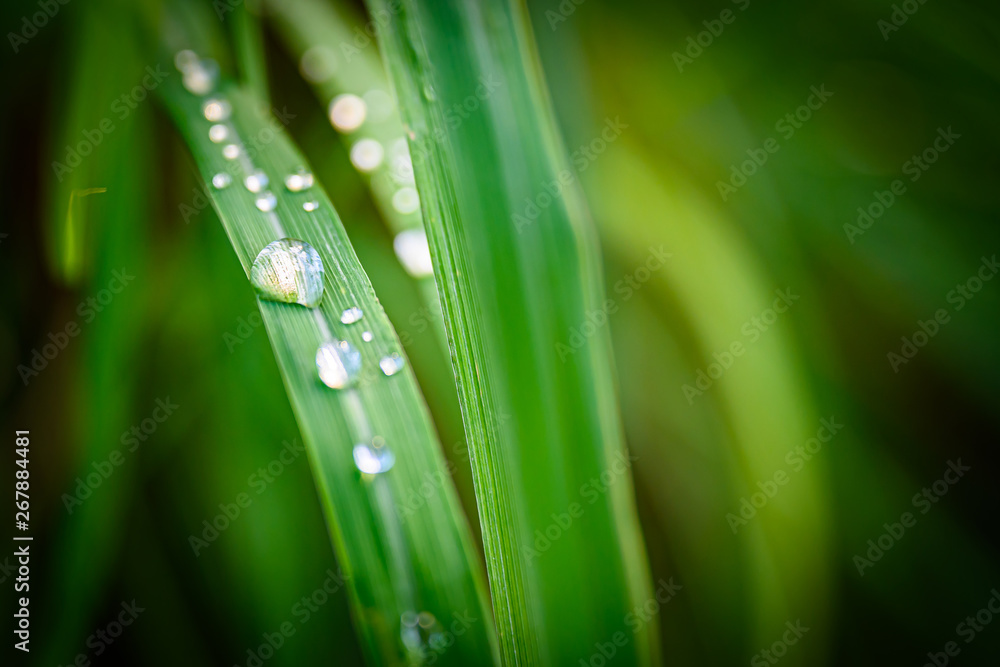 Closeup Drops of water on green leaf after rain, the nature view in the garden at summer. Closeup Drops of water on green leaf after rain, the nature view in the garden at summer.