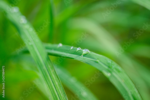 Closeup Drops of water on green leaf after rain, the nature view in the garden at summer.