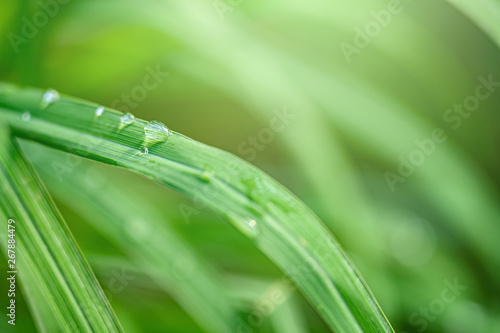 Closeup Drops of water on green leaf after rain, the nature view in the garden at summer.