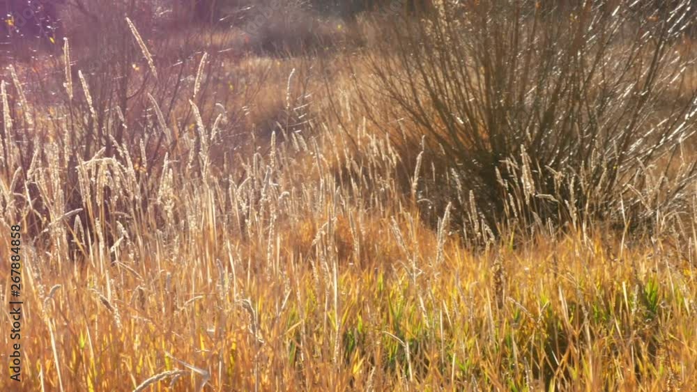Slow motion of the tall golden grass swaying in wind at summer sunset Slow motion of the tall golden grass swaying in wind at summer sunset