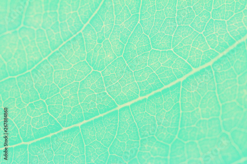 Green leave blurred nature background.Soft color abstrack background. 