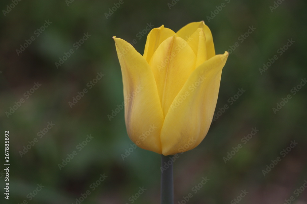 Tulips, spring flowers, tulips are blooming Tulips, spring flowers, tulips are blooming