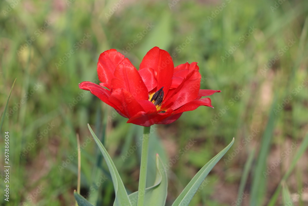  Tulips, spring flowers,  tulips are blooming