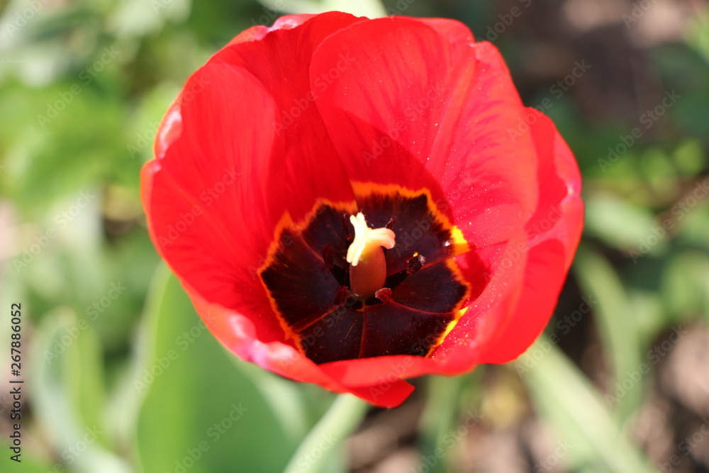 Fototapeta premium Tulips, spring flowers, tulips are blooming