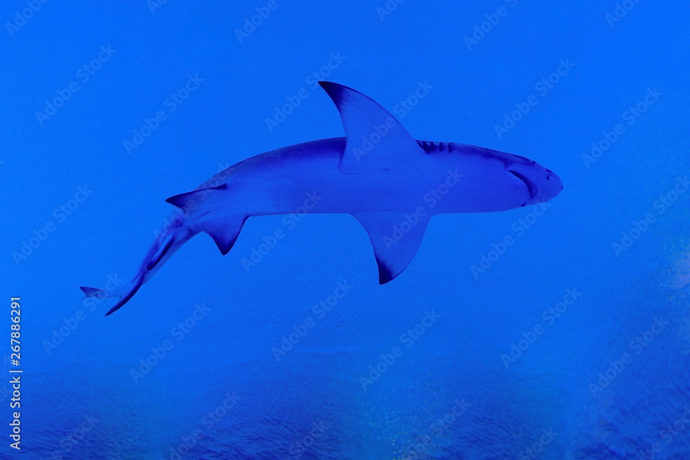 Obraz premium shark in deep blue sea silhouette blue theme