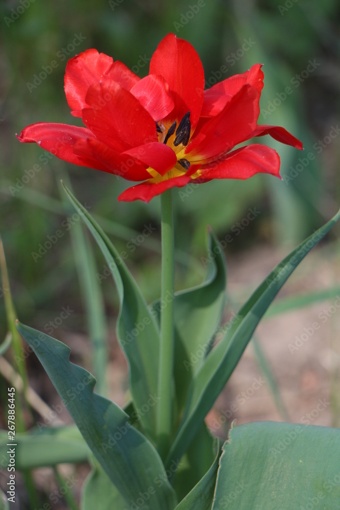 Fototapeta premium Tulips, spring flowers, tulips are blooming