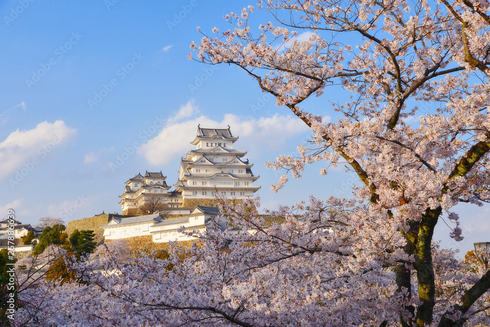 Sakura festival at Himeji castle, Himeji Prefecture, Japan Sakura festival at Himeji castle, Himeji Prefecture, Japan
