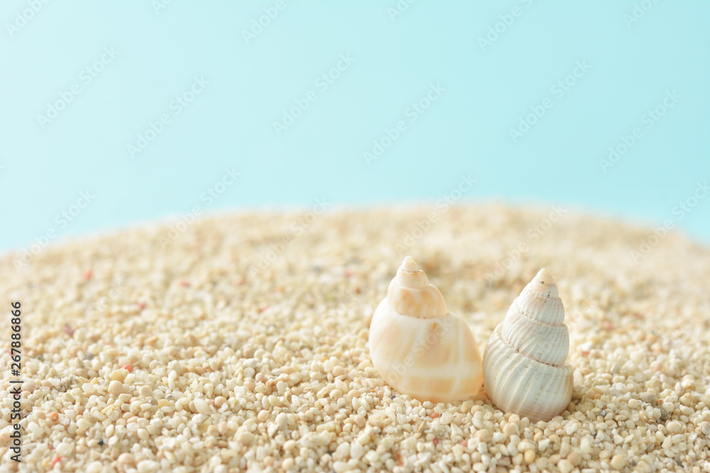貝殻　サンゴ砂
