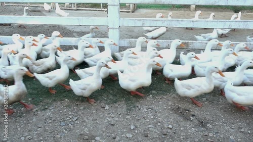 white ducks in nature farm