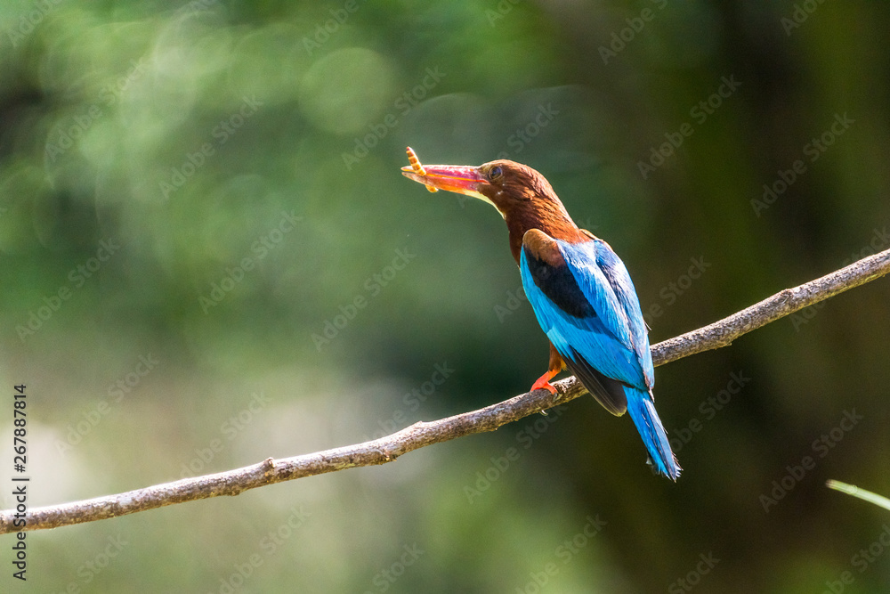 Fototapeta premium White-throated kingfisher (Halcyon smyrnensis) perched and eating