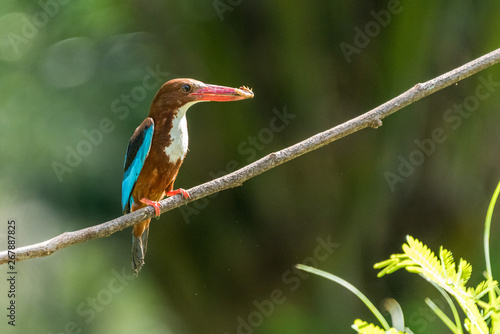 White-throated kingfisher (Halcyon smyrnensis) perched and eating