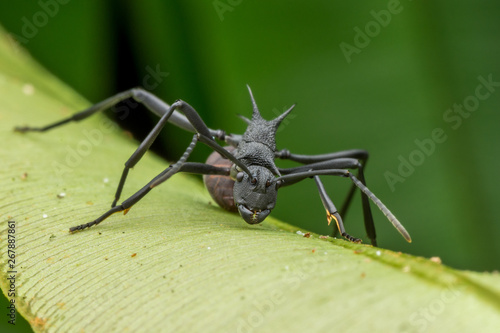 Black ant close-up