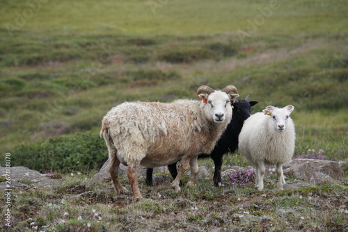 flock of sheep in Iceland