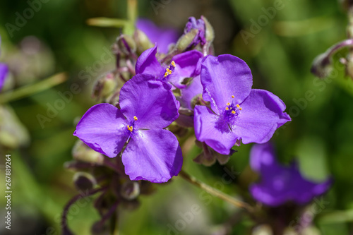 LBJWildFlowerCenterFlower7