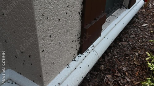 Florida lovebug infestation.  Homeowner view of the seasonal insect mating frenzy.  Honeymoon bugs gather in a swarm and couple together, mating in the air photo