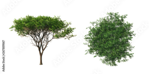 Acacia tree. Isolated on wh...