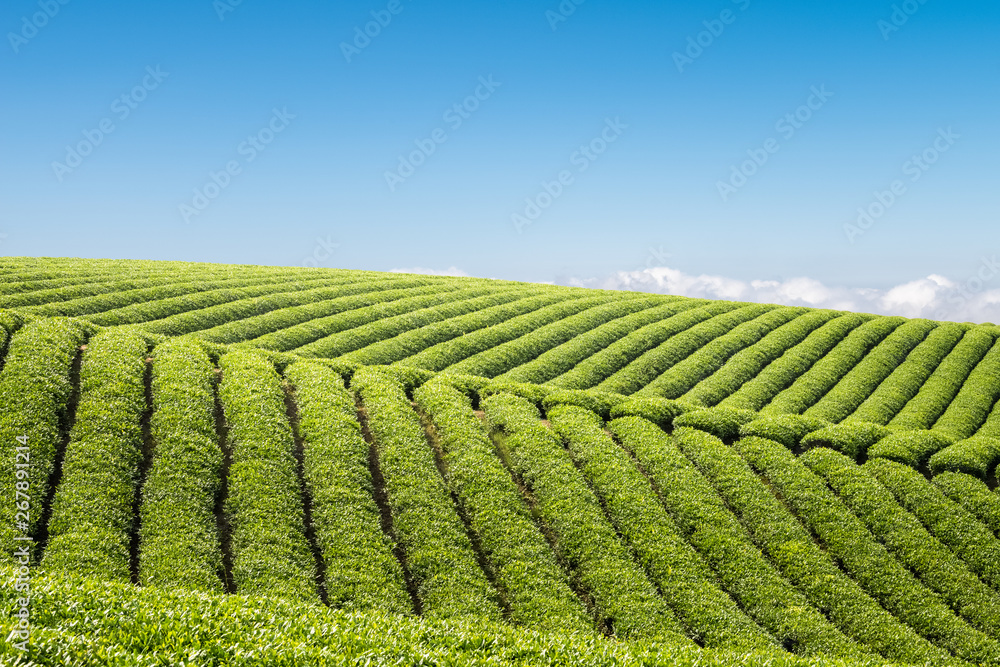 tea plantation against a blue sky