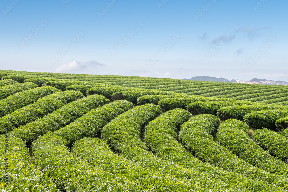 high mountain tea plantation