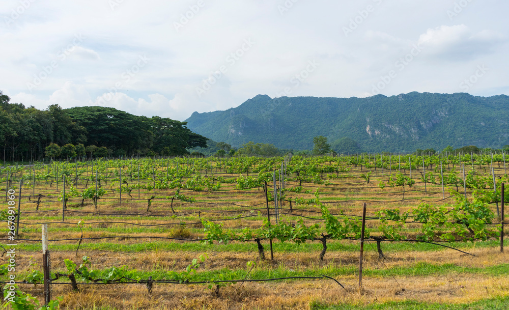 Rows of vineyard grape vines, landscape with green vineyards 