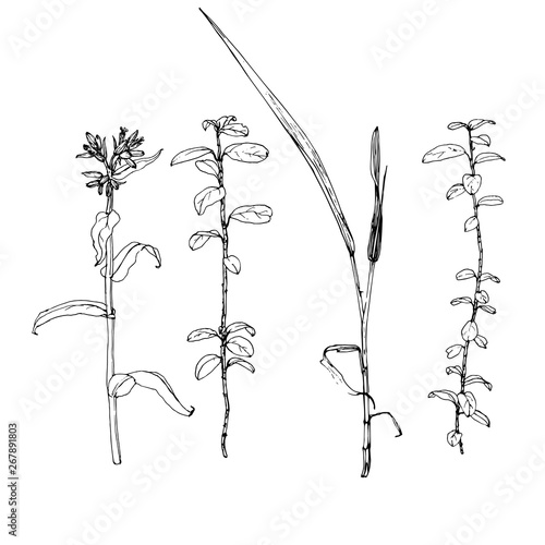 vector scetch of plants