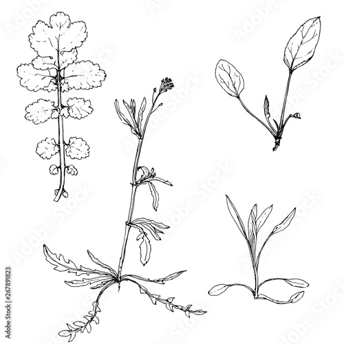vector scetch of plants
