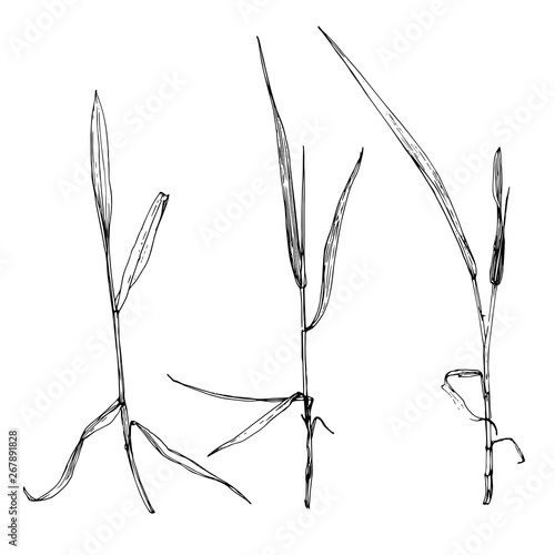vector scetch of plants