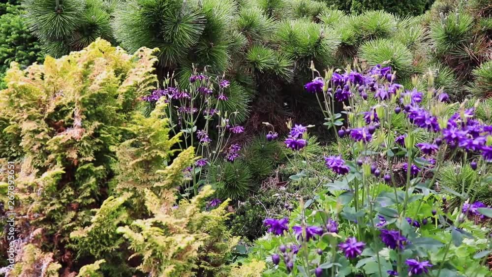 flowers flowing in the breeze in a garden, petals flowing in the breeze. flowers flowing in the breeze in a garden, petals flowing in the breeze.