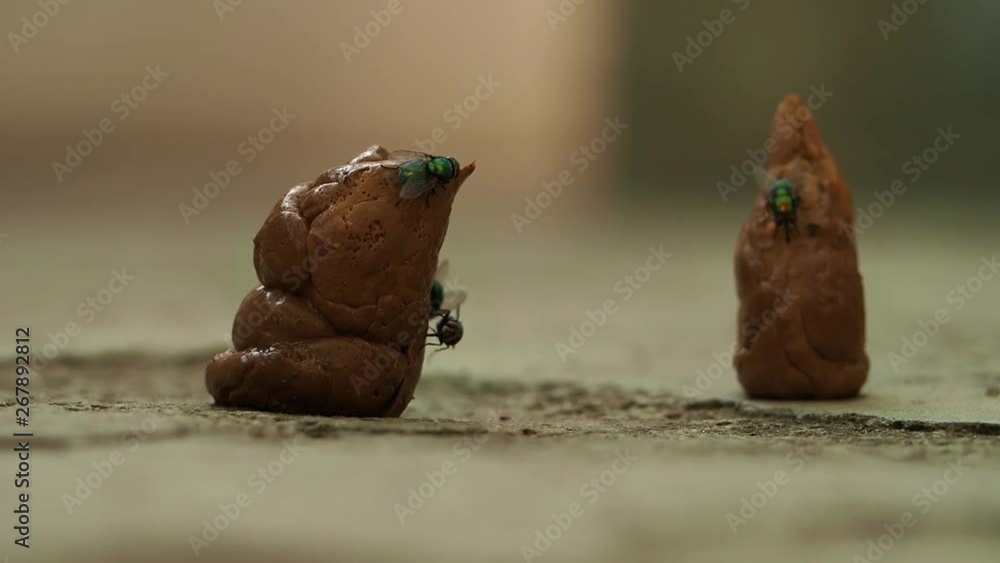 Excrement is a product of human activity Human feces plastered with flies Excrement is a product of human activity Human feces plastered with flies