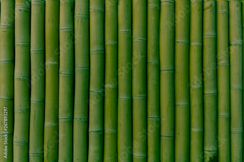 Fototapeta Naklejka Na Ścianę i Meble -  row of green color bamboo located vertically