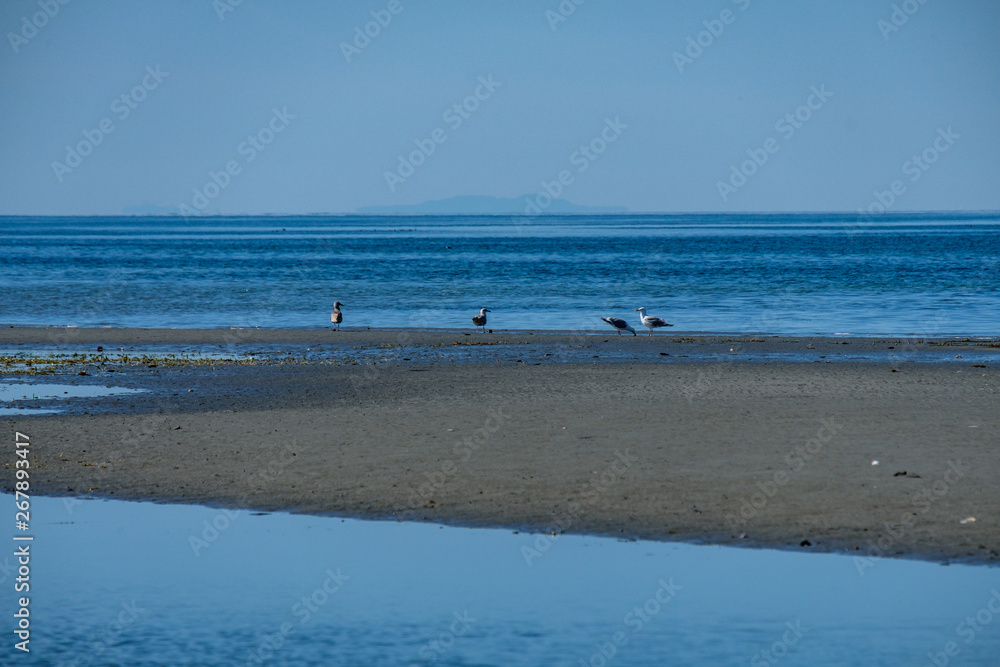 couple seagulls resting on sandy beach in the middle of the blue ocean during low tide on a sunny day under blue sky couple seagulls resting on sandy beach in the middle of the blue ocean during low tide on a sunny day under blue sky