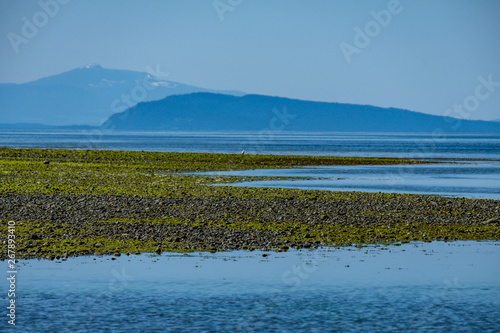 sandy beach on low tide covered with green algae by the ocean with mountain range over the horizon on a clear day