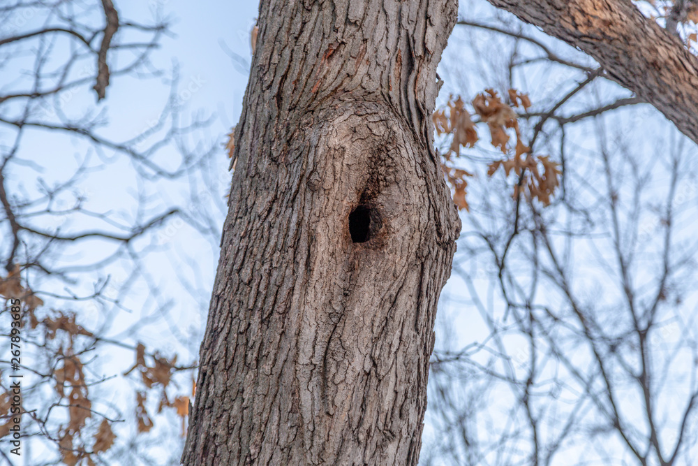 Fototapeta premium Albino Squirrel's Tree House