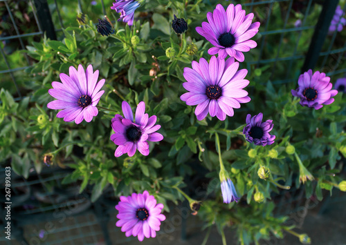 purple daisies with green foliage