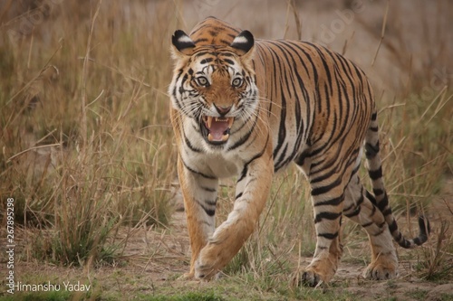 Tiger    forest   tiger reserve   india   bandhavgarh 