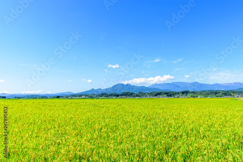 東北の稲作 photo