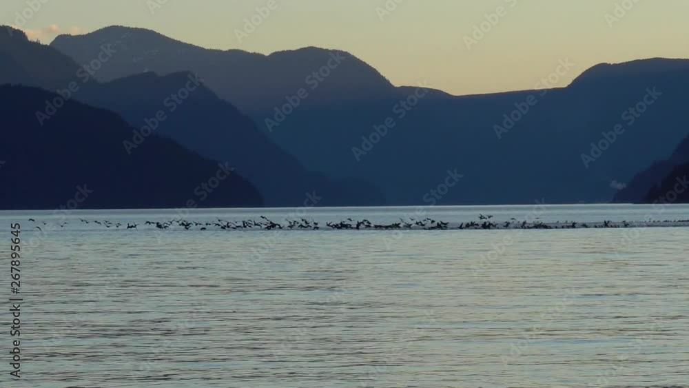 flock of birds playing in ocean, flying in circles above ocean, sunset, mountain layers with birds fly. lakes water life flock of birds playing in ocean, flying in circles above ocean, sunset, mountain layers with birds fly. lakes water life