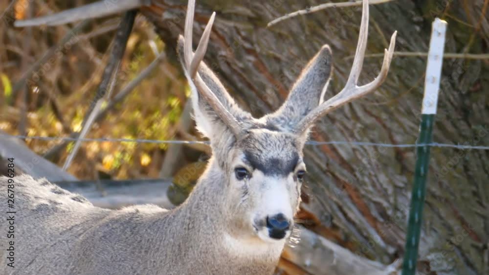 Slow motion of little mule deer buck with antlers in field resting Slow motion of little mule deer buck with antlers in field resting