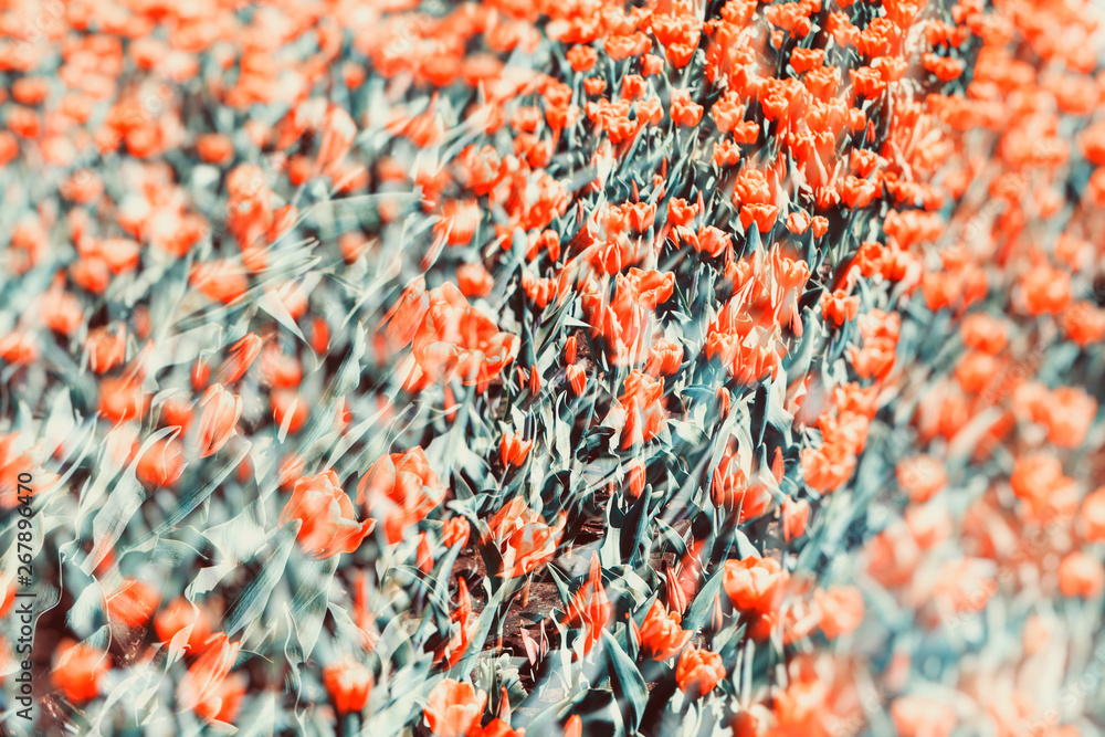 Fileld of flowers, red tulips texture floral background, selective focus Fileld of flowers, red tulips texture floral background, selective focus