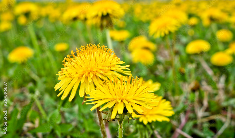 Flowering dandelions in the meadow. Bright yellow summer flowers. Soft selective focus Flowering dandelions in the meadow. Bright yellow summer flowers. Soft selective focus
